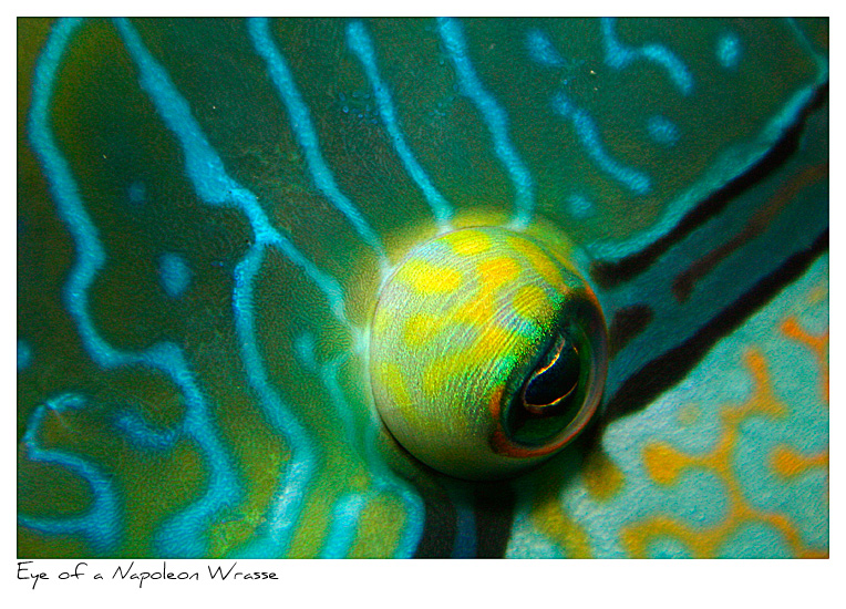 Click to purchase: Eye of a Napoleon Wrasse
