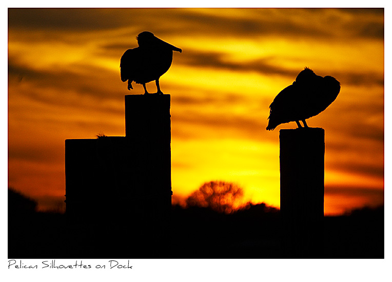 Click to purchase: Pelican Silhouettes on Dock