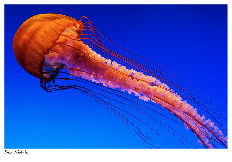 Click to purchase: Sea Nettle
